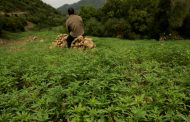 المغرب يتجه نحو السماح بزراعة وإنتاج القنب للأغراض الطبية